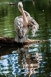 《黑色沙漠》韩服新宠物羊驼预告 超可爱萌萌哒